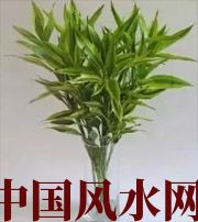 兰州十二生肖养什么植物最旺财运？你知道吗！